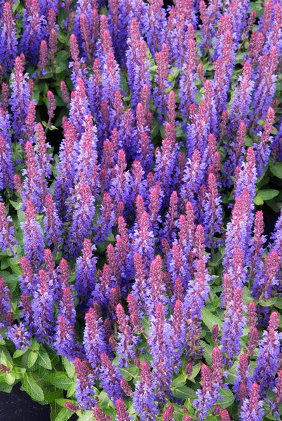 Salvia nemorosa 'Sensation Deep Blue', Steppensalbei, tiefblau, ca. 9x9 cm Topf