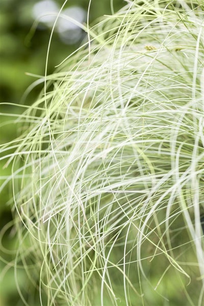 Carex comans 'Mint Curls', Ziergras, grün, ca. 9x9 cm Topf