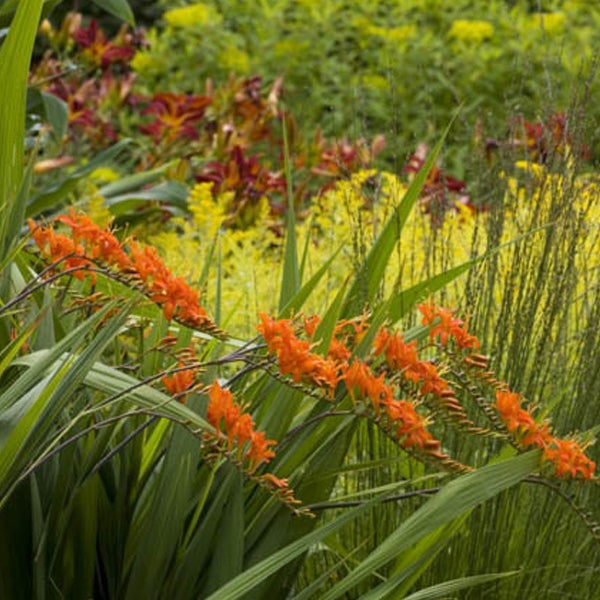 Nahaufnahme von Montbretien im Garten.