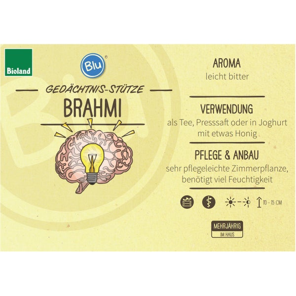 Gedächtnisstütze Brahmi in BIO-Qualität - Bacopa monnieri - Kräuterpflanze im 12cm Topf