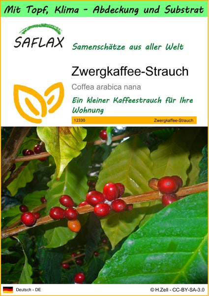 SAFLAX Garden to go - Zwergkaffee-Strauch - Coffea arabica nana - 8 Samen - Mit Topf, Klima - Deckel und Anzuchtsubstrat
