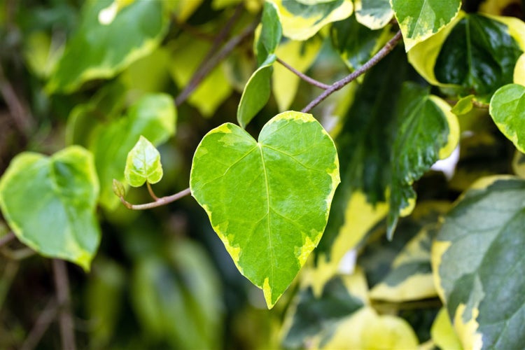 Hedera colchica 'Dentata Variegata', Efeu, panaschiert, 40–60 cm