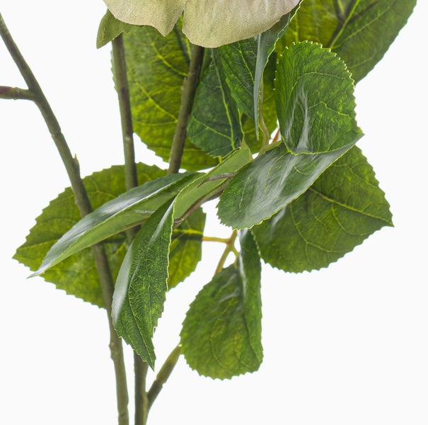 Davallia bullata aufgebunden auf einem Ast mit Moos.