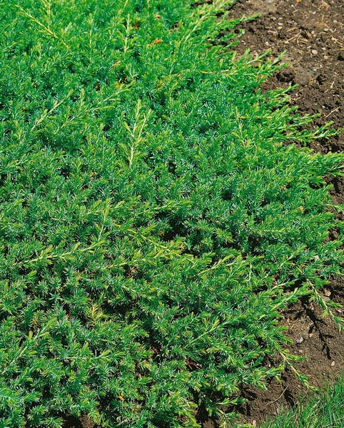 Kriechender Wacholder im Garten
