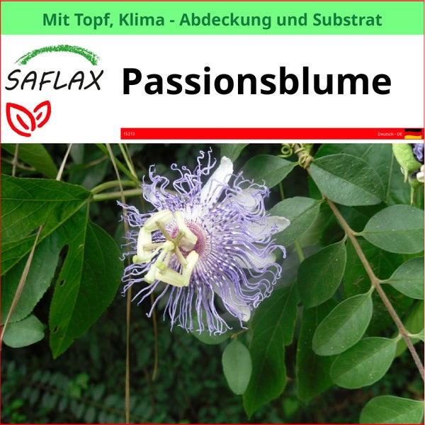 Saflax Passionsblume mit Topf, Klimaabdeckung und Substrat