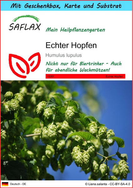 SAFLAX Geschenk Set - Echter Hopfen - Humulus lupulus - 50 Samen - Mit Geschenkbox, Versandaufkleber, Geschenkkarte und Anzuchtsubstrat