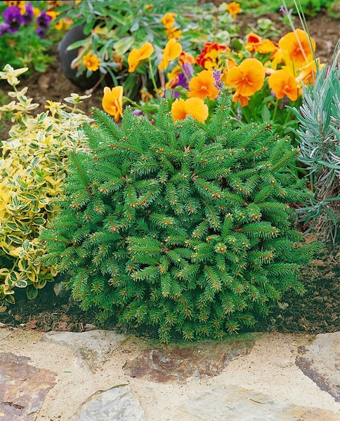 Kissenförmige Zwergfichte im Gartenbeet
