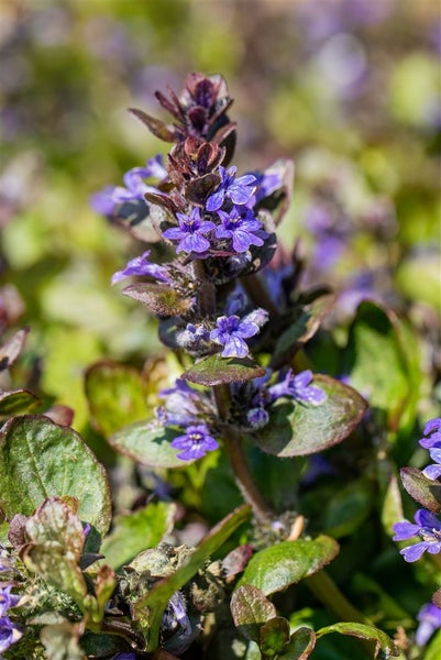 Ajuga reptans 'Catlin's Gigant', Günsel, ca. 9x9 cm Topf