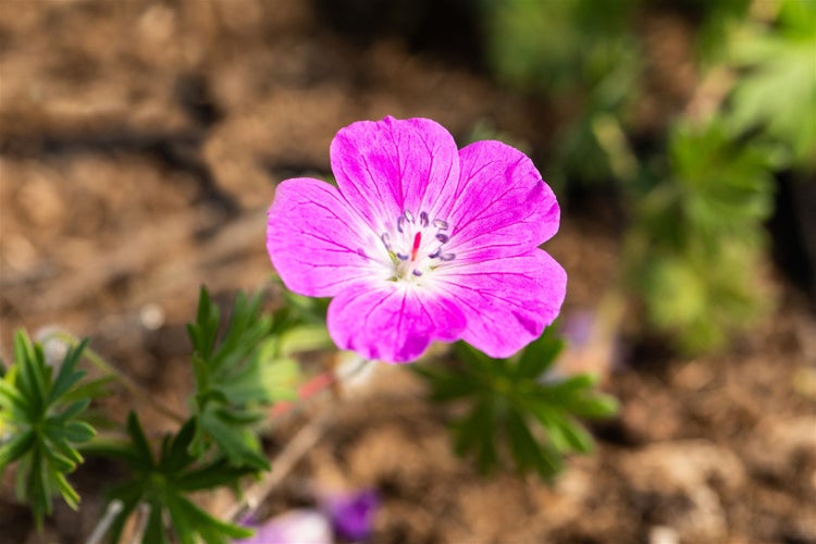 Geranium sanguineum 'Elsbeth', Blutstorchschnabel, pink, ca. 9x9 cm Topf