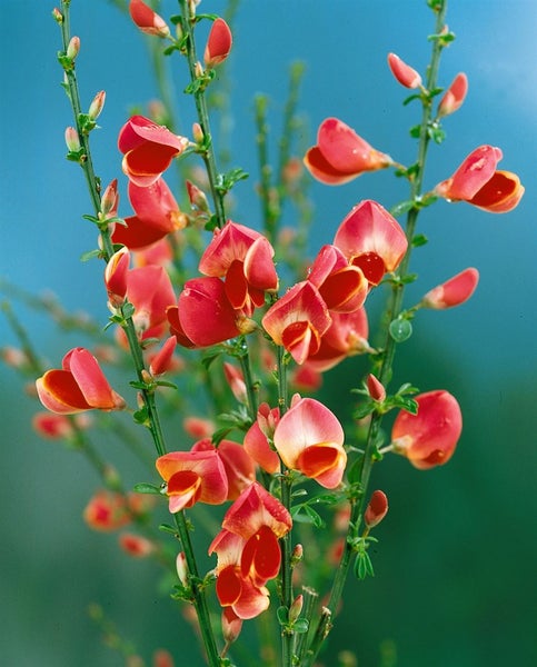 Cytisus scoparius 'Johnson's Crimson', Besenginster, rot, 40–50 cm