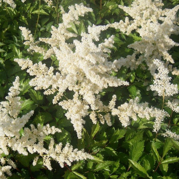 Blütenstände der Astilbe Pflanze mit grünen Blättern