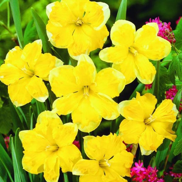 Gelbe Narzissenblüten mit grünen Blättern im Garten.