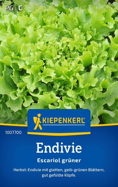 Saatgut Kiepenkerl Endivie Escariol grüner mit glatten Blättern für die Herbsternte