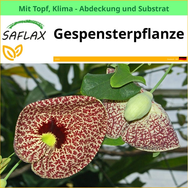 Saflax Geisterpflanze mit Topf, Klimaabdeckung und Substrat
