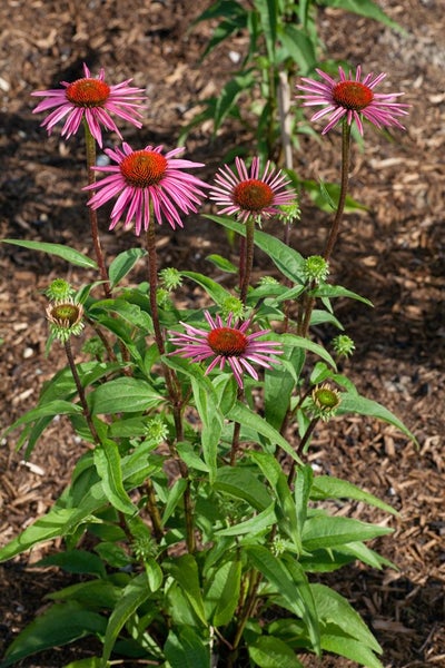 Echinacea purpurea 'Pica Bella', Sonnenhut, rosa, ca. 11x11 cm Topf