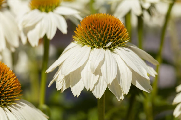 Echinacea purpurea 'PowWow White', Sonnenhut, weiß, 2-3 Liter Container
