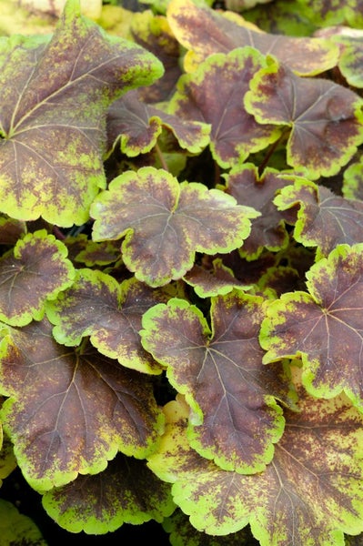 Heucherella 'Solar Eclipse', Schaumblüte, grün-rot, ca. 11x11 cm Topf