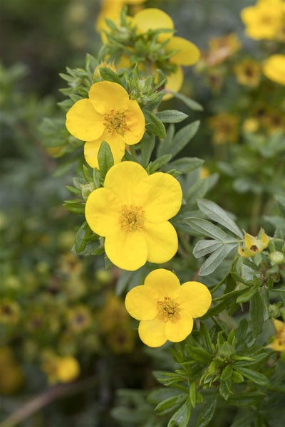 Potentilla fruticosa 'Kobold', Fingerstrauch, gelb, 25–30 cm