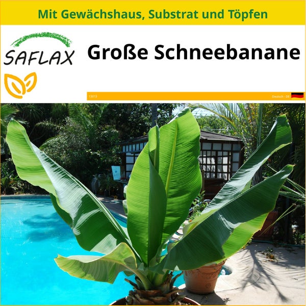 SAFLAX Anzucht Set - Große Schneebanane - Ensete glaucum syn. Ensete wilsonii  - 10 Samen - Mit Mini-Gewächshaus, Anzuchtsubstrat und 2 Töpfen