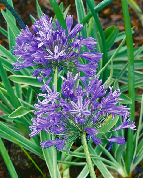 Agapanthus africanus, Schmucklilie, blau, ca. 9x9 cm Topf