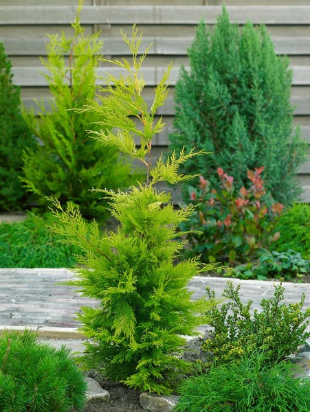 Cupressocyparis leylandii 'Gold Rider', gelbgrün, 40–60 cm