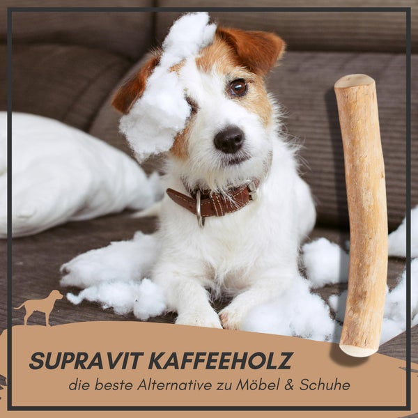 Jack Russell Terrier mit Kaffeespielzeug und Füllwatte auf Sofa