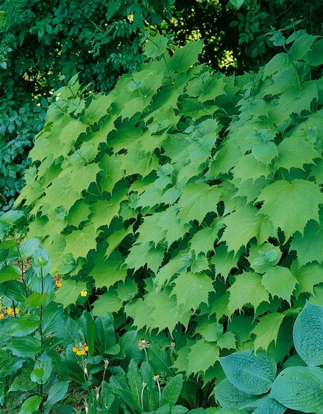 Kirengeshoma palmata, Gelbe Wachsglocke, ca. 9x9 cm Topf