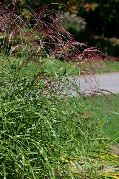 Miscanthus sinensis 'Little Zebra', Ziergras, gestreift, 3-5 Liter Container