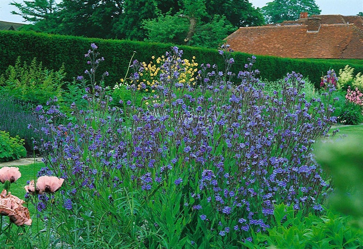 Blaue Ochsenzunge Anchusa azurea blühend in einem Gartenbeet vor einer grünen Hecke.
