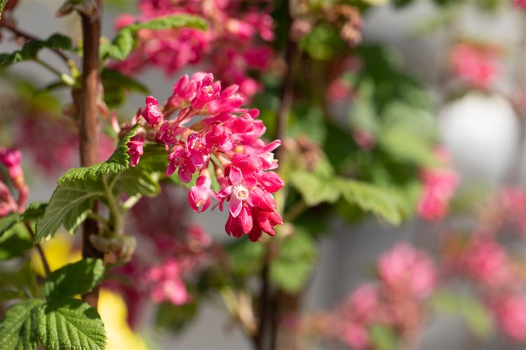 Ribes sanguineum 'Atrorubens', Blutjohannisbeere, rot, 80–100 cm