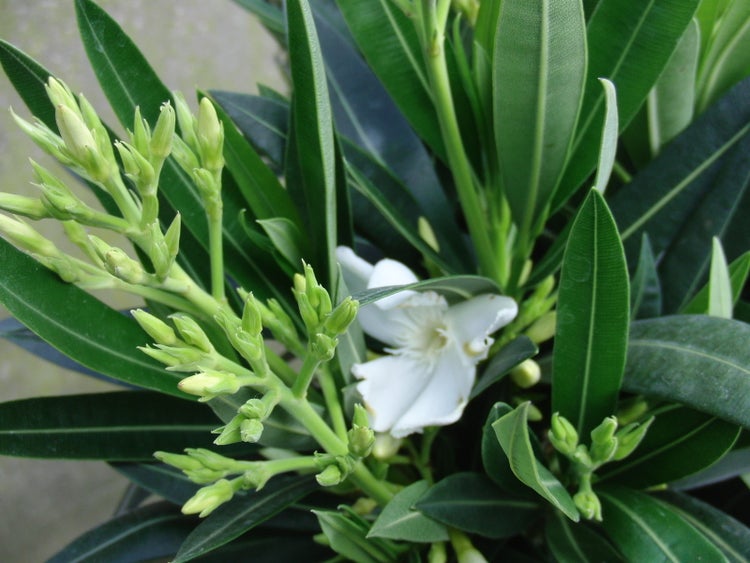 Oleander 80 - 90 cm Busch Nerium Rosenlorbeer Premium rot, rosa oder weiß