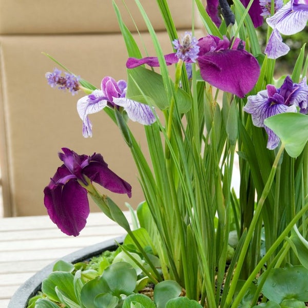 Violette Schwertlilien und andere Wasserpflanzen in einem Pflanzgefäß auf einem Tisch im Garten.