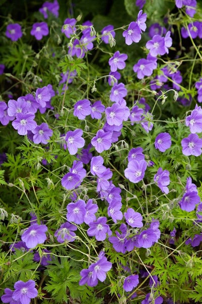 Geranium pratense 'Orion', Storchschnabel, blauviolett, ca. 9x9 cm Topf