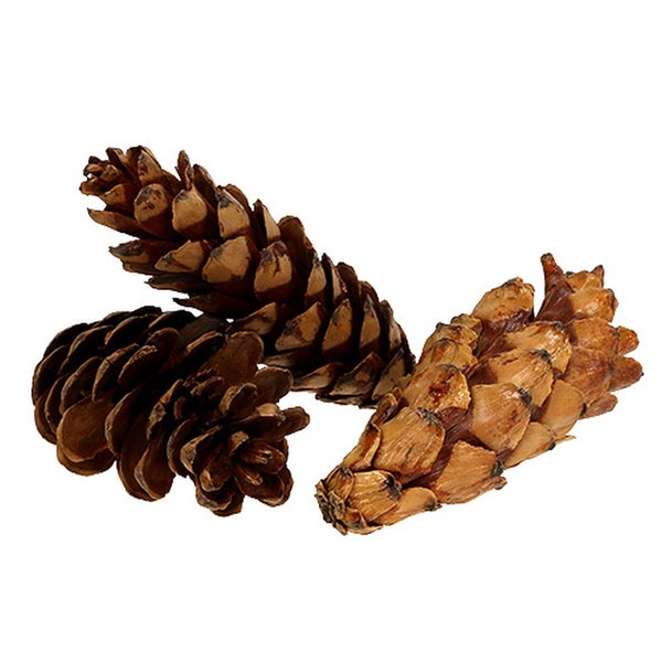 Drei Tannenzapfen als Dekoration