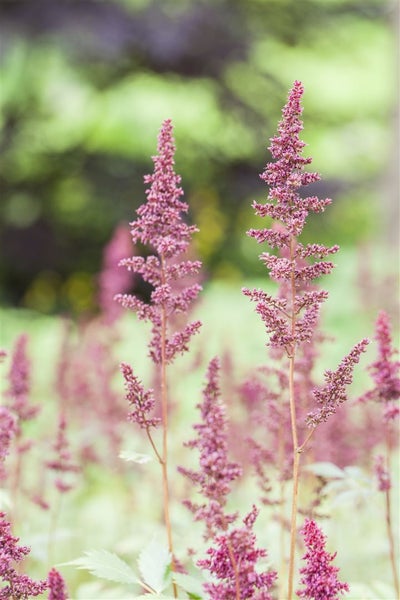 Astilbenblüten im Garten