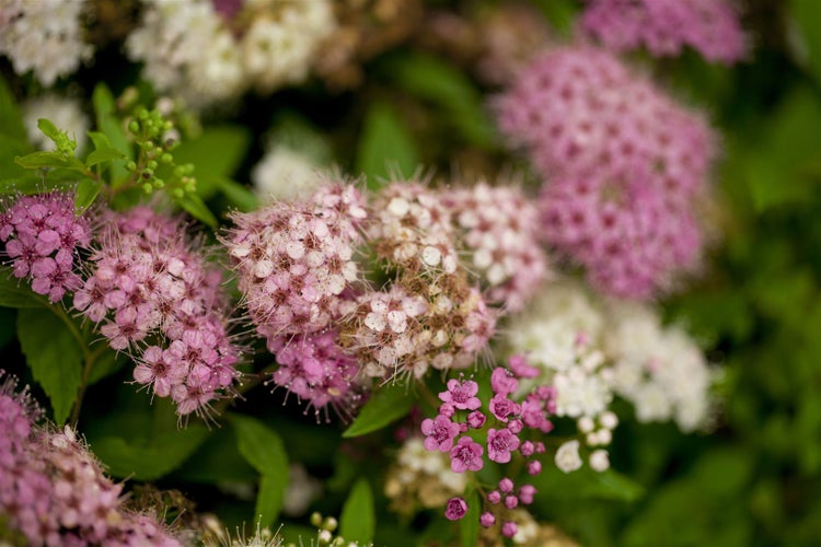 Spiraea japonica 'Shirobana', Japanische Spiere, mehrfarbig, 30–40 cm