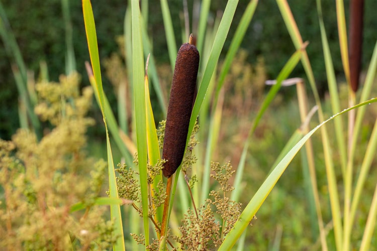 Rohrkolben mit grünen Blättern im Garten