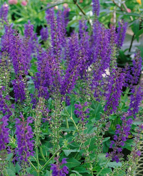 Salvia nemorosa 'Viola Klose', Steppensalbei, violett, ca. 9x9 cm Topf