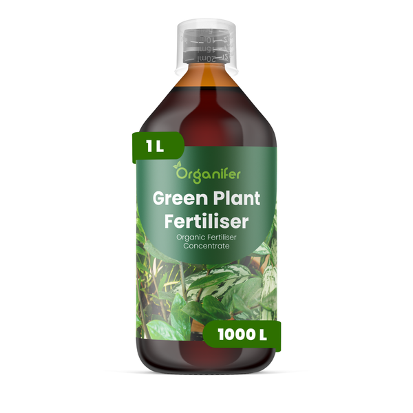 Organifer Bio Flüssigdünger Konzentrat für Glückskastanien, 3 Liter Vorrat für circa 3000 Liter Gießwasser.