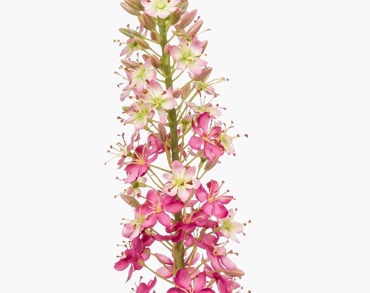 Blütenstand einer Pflanze mit vielen kleinen rosa und weißen Blüten an einem grünen Stängel.