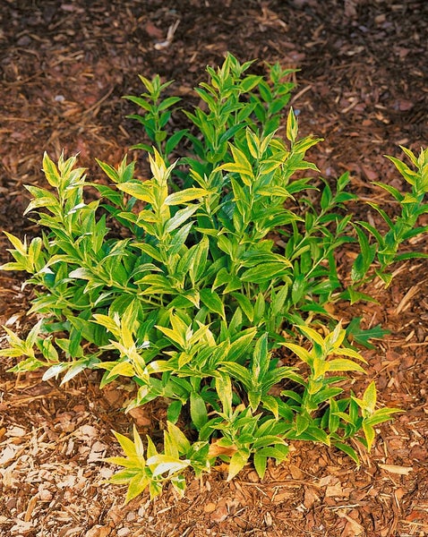 Deutzia gracilis, Maiblumenstrauch, weiß, 30–40 cm