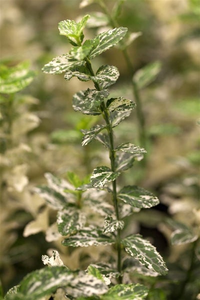 Euonymus fortunei 'Harlequin', Kriechspindel, buntlaubig, ca. 9x9 cm Topf