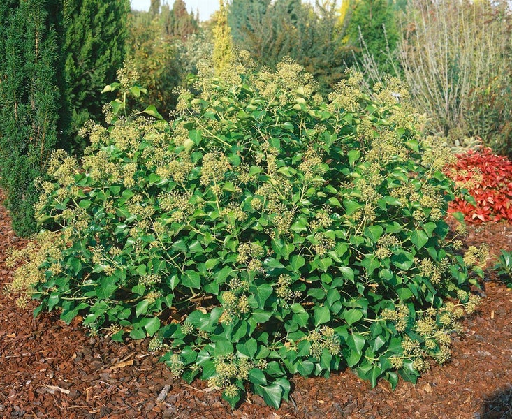 Hedera helix 'Arborescens', Efeu, immergrün, 20–30 cm