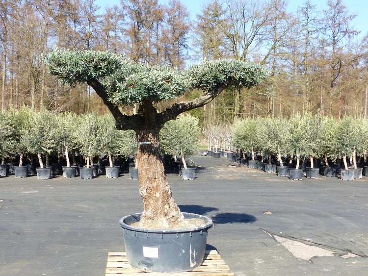 Olivenbaum Pon Pon 195 cm Bonsai Formgehölz, winterhart