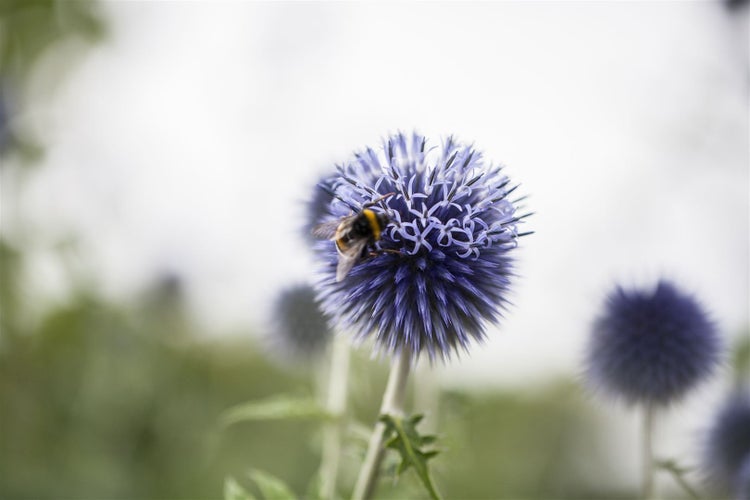 Echinops ritro, Kugeldistel, stahlblau, ca. 9x9 cm Topf