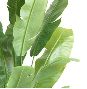 Kunstpflanze Strelitzia Nicolai Deluxe 200 cm