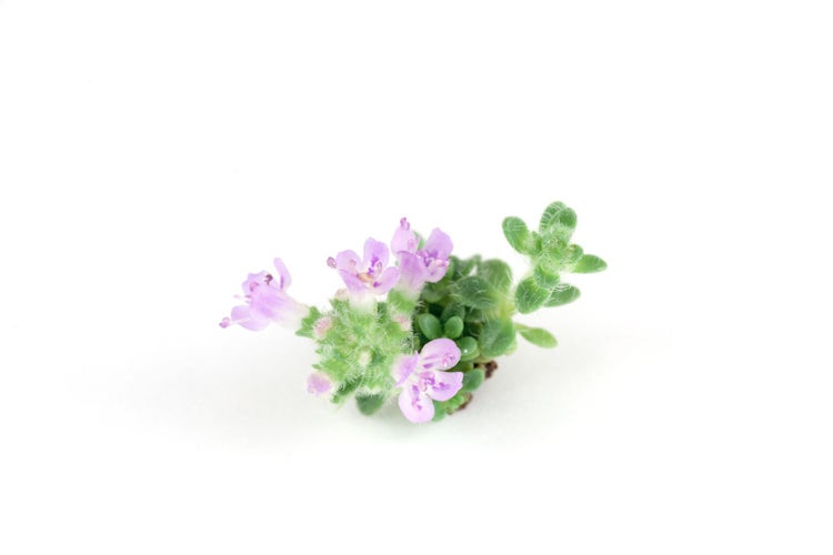 Thymus praecox 'Minor', Teppich-Thymian, aromatisch, ca. 9x9 cm Topf