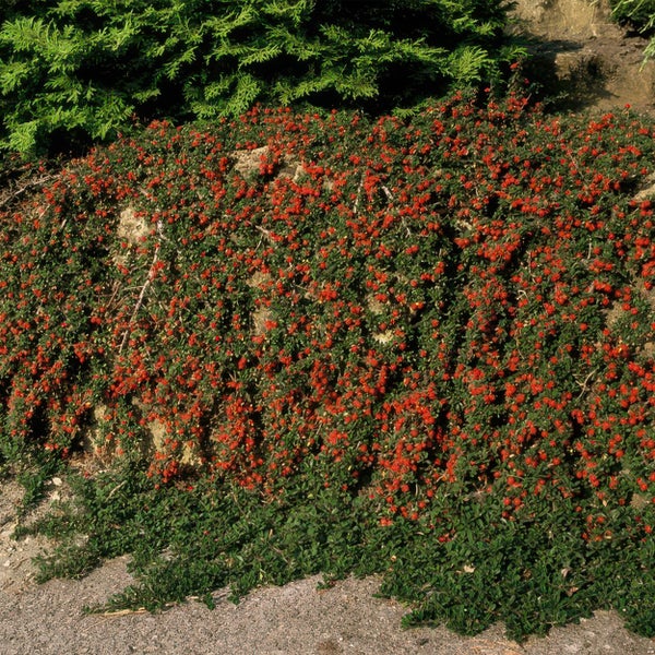 Bodendecker - Zwergmispel - Kriechmispel - Cotoneaster 'Streib's Findling' - 9cm Topf - Set mit 6 Pflanzen
