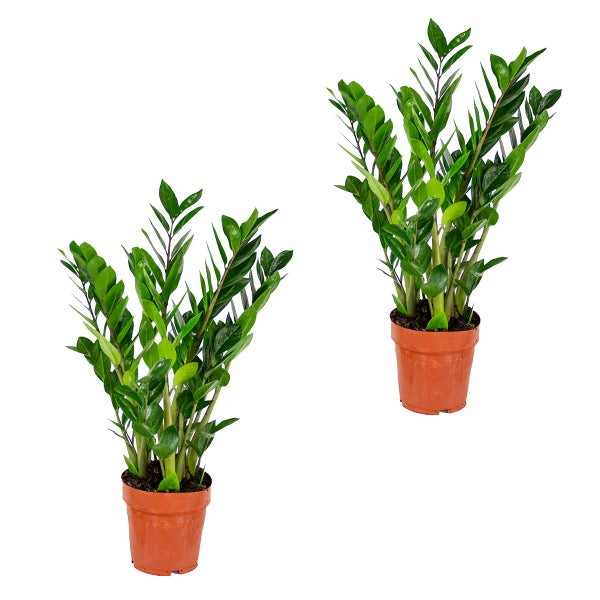 Bloomique | Smaragdpalme für 2 Stück - Zamioculcas - Zimmerpflanze im Scheitel ⌀17 cm - Höhe ↕60 cm