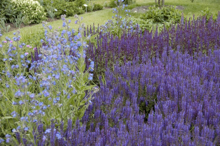 Salvia nemorosa 'Wesuwe', Steppensalbei, violett, ca. 9x9 cm Topf